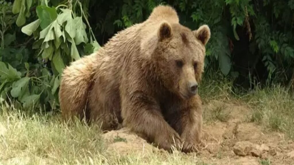 bursada kacan bozayi 30 kisilik ekip tarafindan araniyor ZsP9mqyd