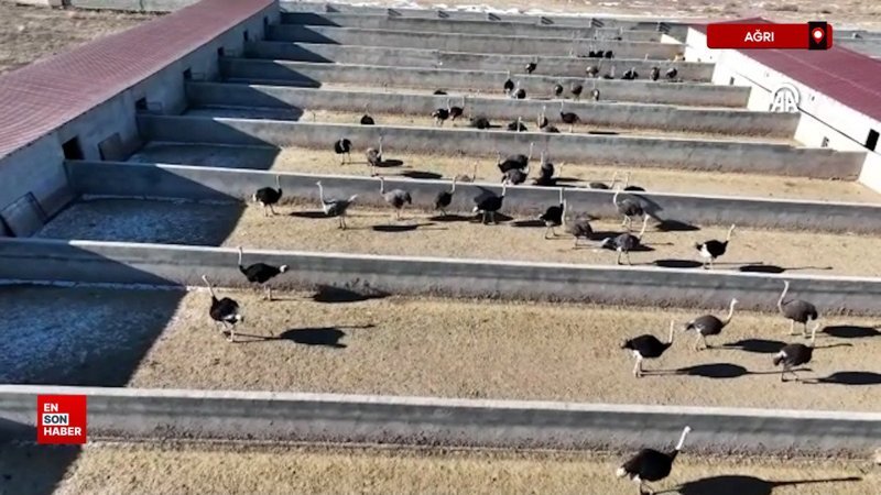 agrida koyunde kurdugu ciftlikte deve kusu yetistiriciligi yapiyor alRXOiZy