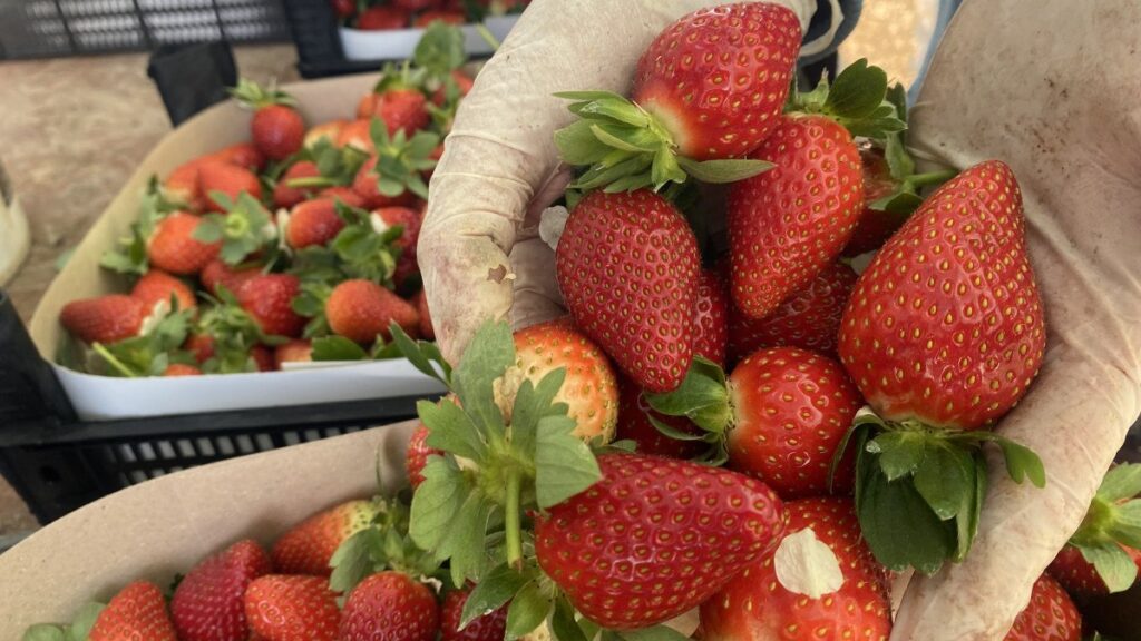 antalyada seradaki cilegin fiyati 400 tlden 90 tlye dustu 3XYxWB6M