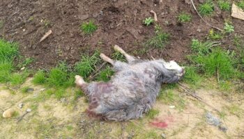 antalyada sokak kopekleri 25 keciyi telef etti PSU1xVyi