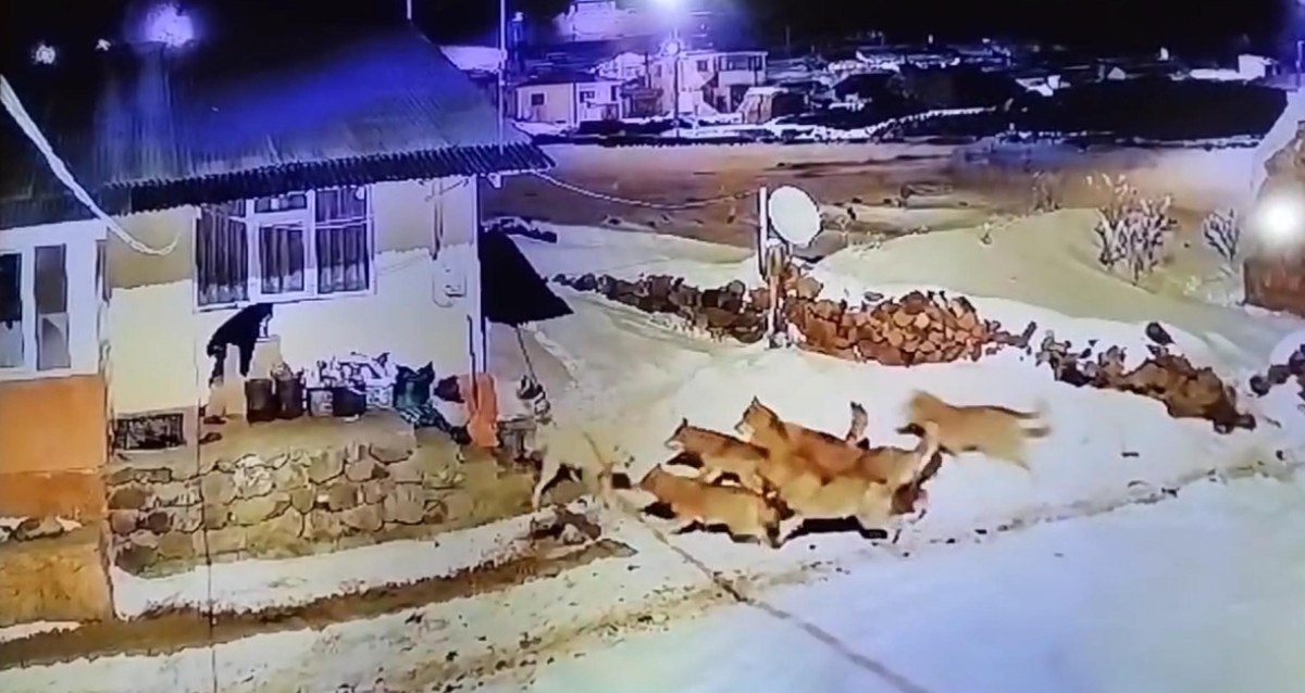 Ardahan'da çoban köpeği kurt sürüsüne tek başına karşı koydu 1 ardahanda coban kopegi kurt surusune tek basina karsi koydu 0 UcQX1mLg