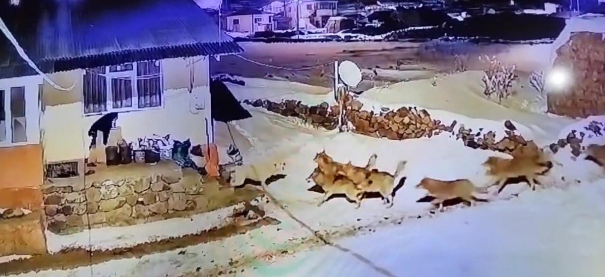 Ardahan'da çoban köpeği kurt sürüsüne tek başına karşı koydu 2 ardahanda coban kopegi kurt surusune tek basina karsi koydu 1 9czJPe9t