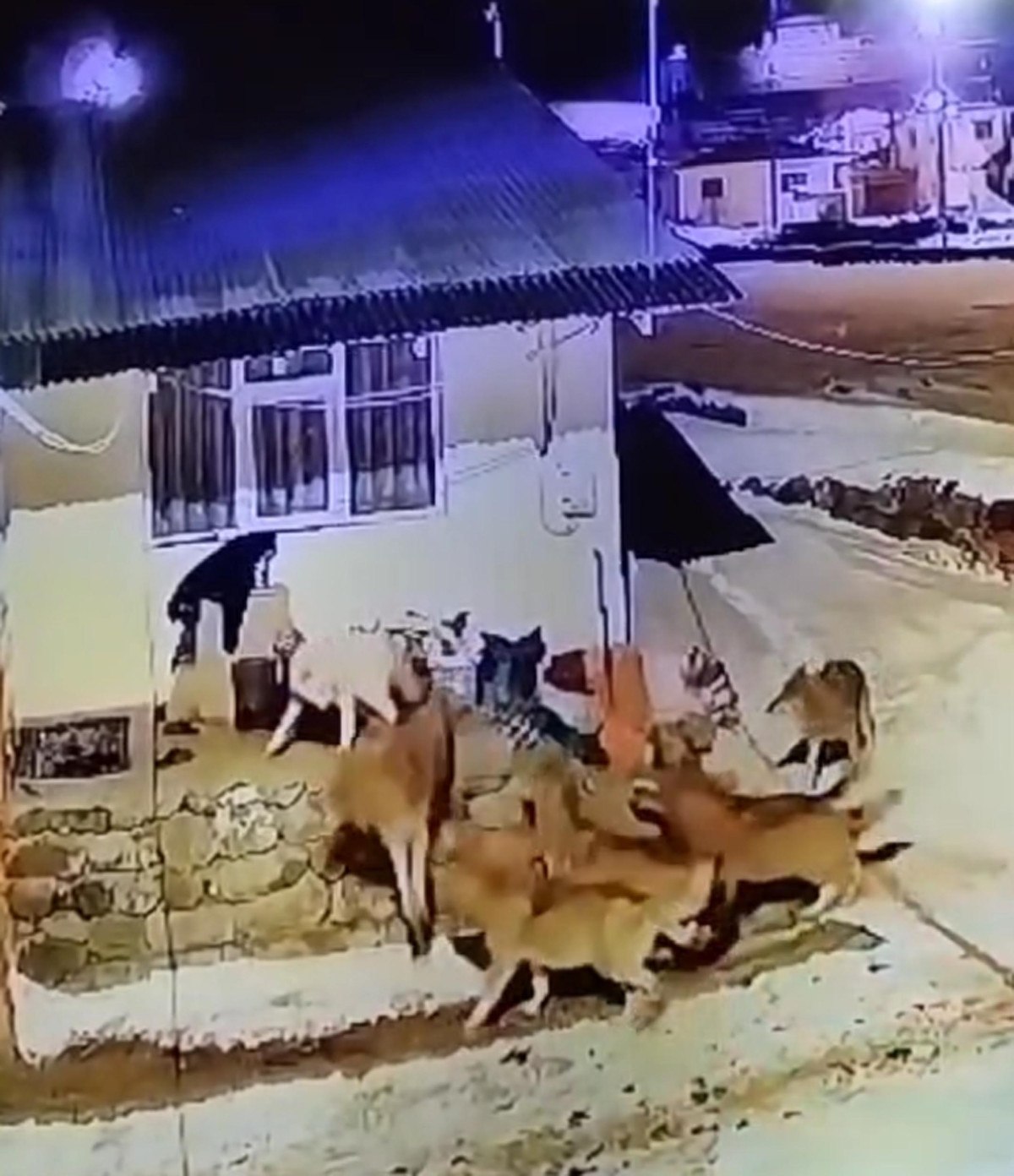 Ardahan'da çoban köpeği kurt sürüsüne tek başına karşı koydu 3 ardahanda coban kopegi kurt surusune tek basina karsi koydu 2 2lnDvELs