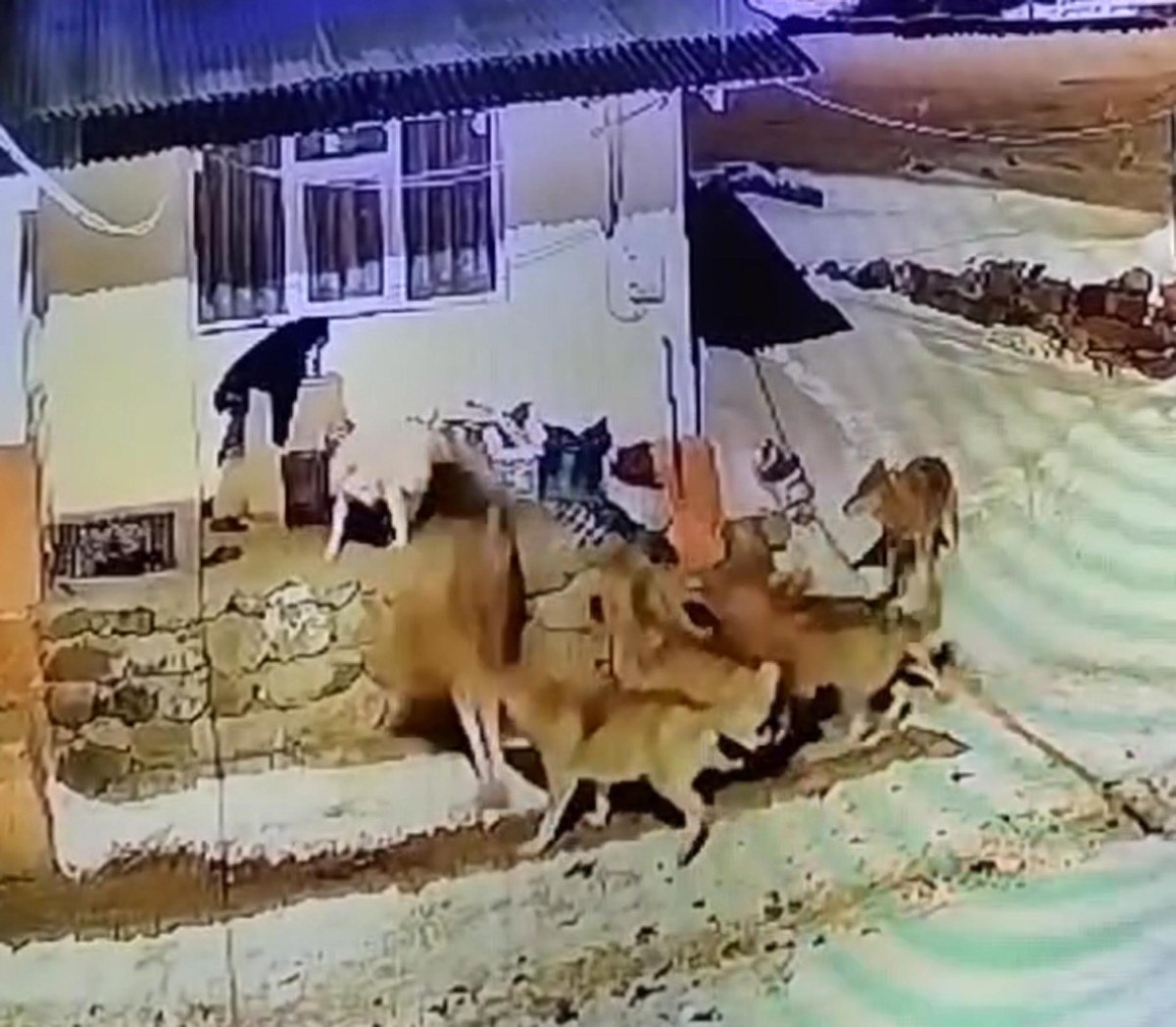 Ardahan'da çoban köpeği kurt sürüsüne tek başına karşı koydu 4 ardahanda coban kopegi kurt surusune tek basina karsi koydu 3 WINMnUBO