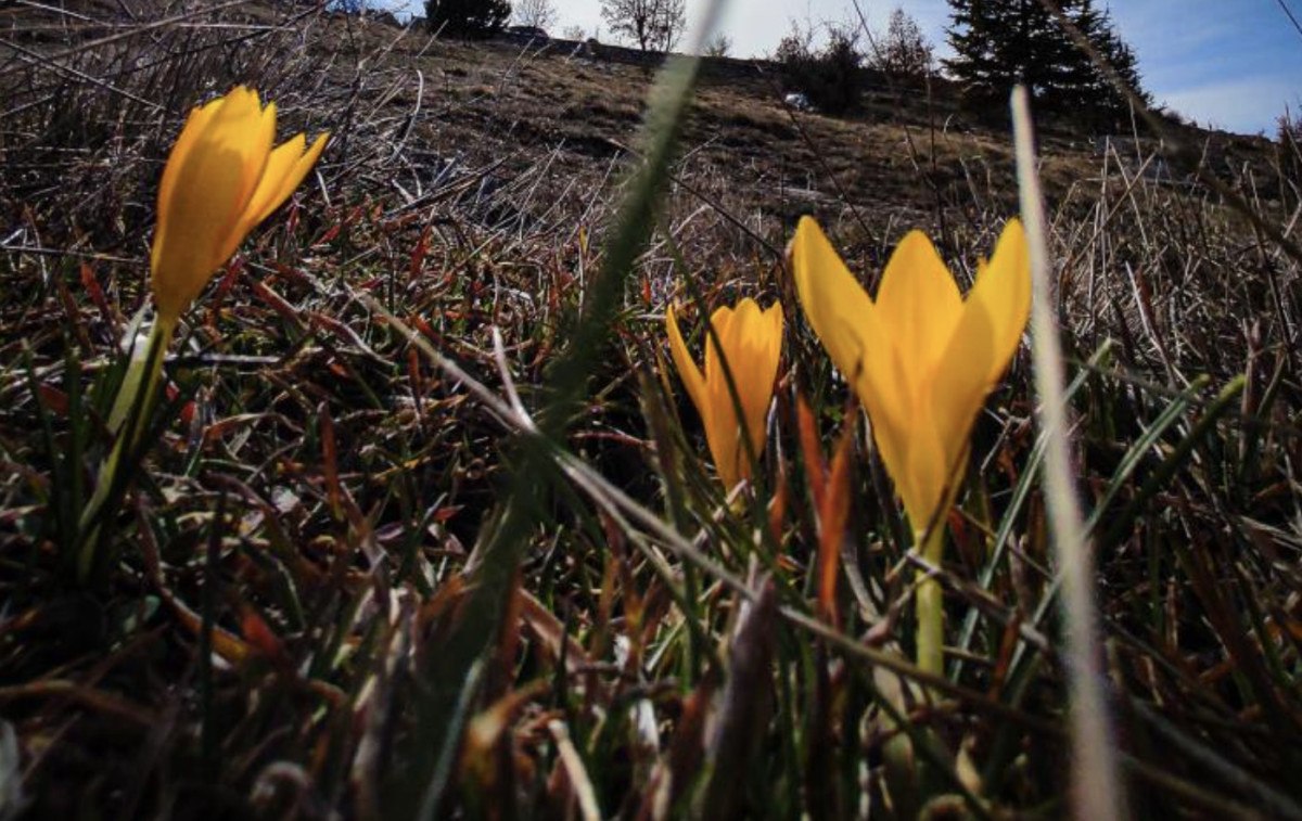 baharin mujdecisi olarak biliniyor erken cicek acti 0 trZQyyYl