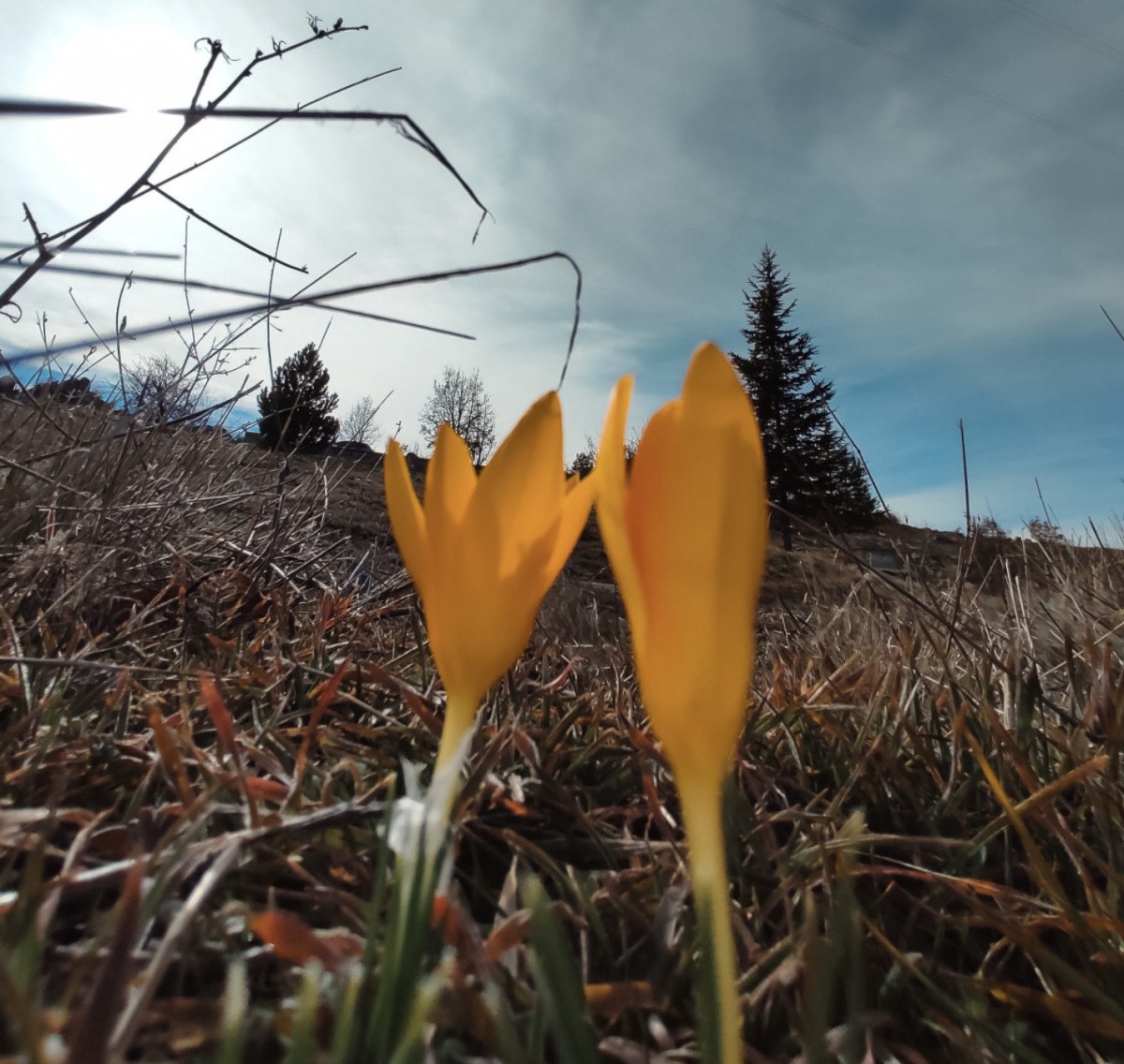 baharin mujdecisi olarak biliniyor erken cicek acti 1 IPvu3GCd