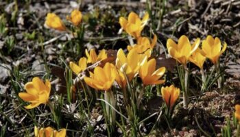 baharin mujdecisi olarak biliniyor erken cicek acti hPJ4IOkp