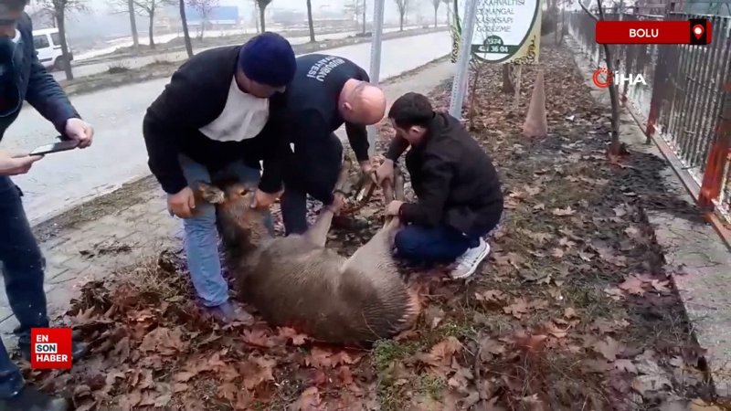 boluda yavru karaca sokak kopeklerinin saldirisina ugradi 8qqdwi3a