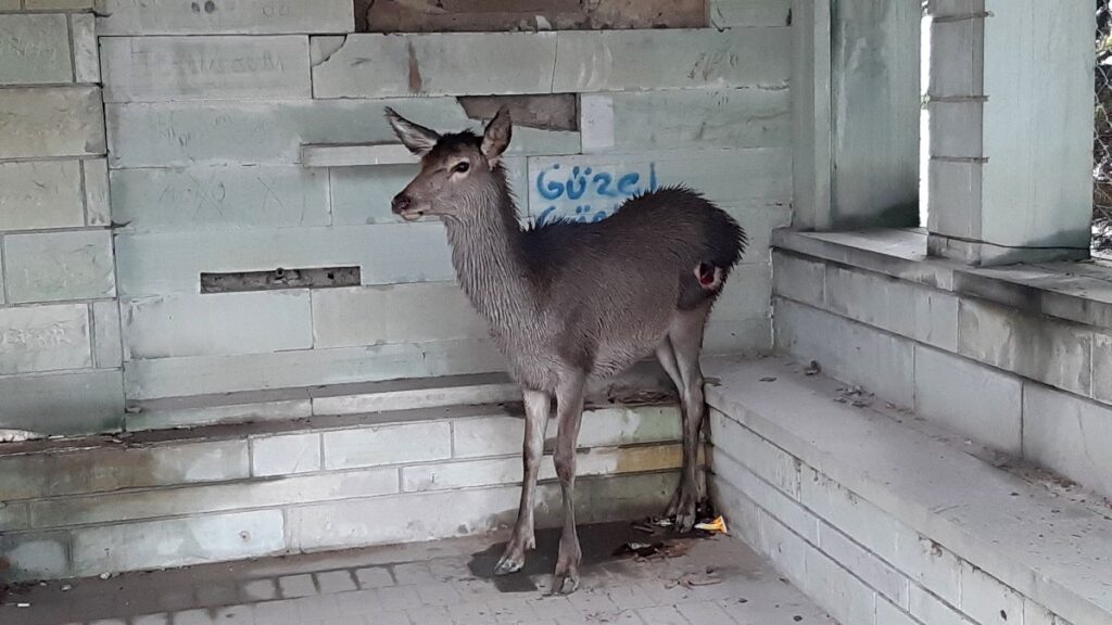 boluda yavru karaca sokak kopeklerinin saldirisina ugradi KTIblu8u