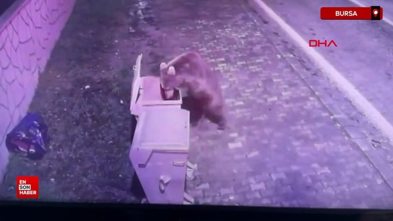 bursada barinaktan kacan bozayi 8 gun sonra yakalandi RwNjDn7L