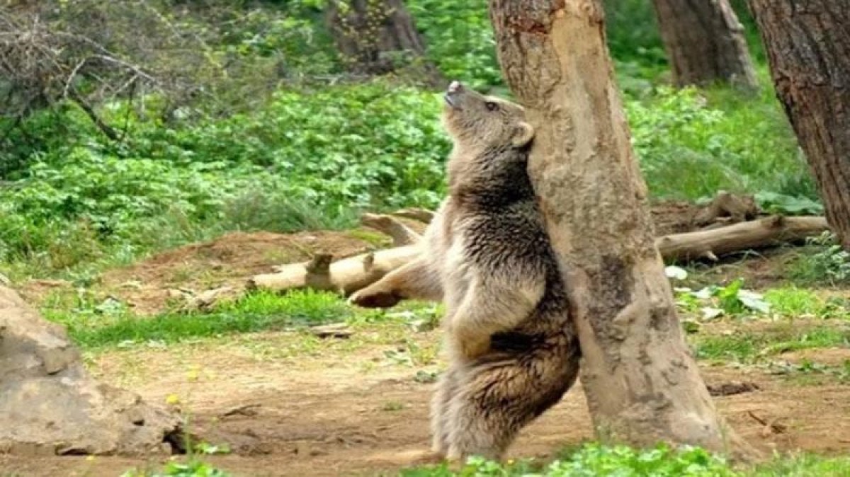 Bursa'da barınaktan kaçan bozayı yakalandı 6 bursada barinaktan kacan bozayi yakalandi 5 wlJC5Qa7