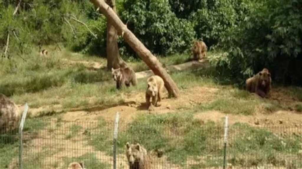 bursada barinaktan kacan bozayi yakalandi 5J7ZNc1d