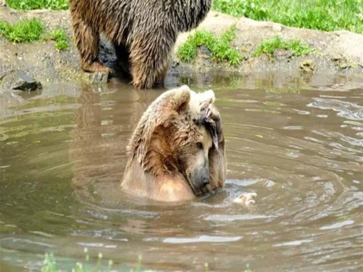 bursada barinaktan kacan bozayi yakalandi 6 YA6VOs15