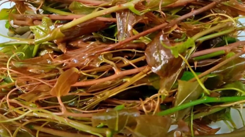 dikenlerin arasinda yetisiyor kavurdukca sifa akiyor iDtQcGda