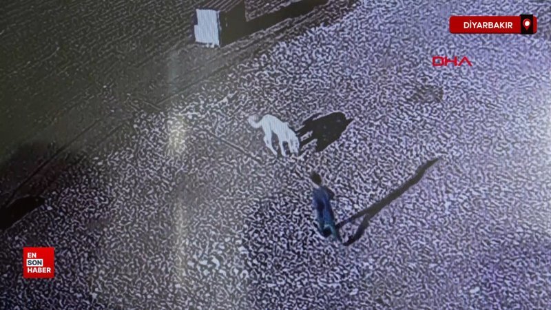 diyarbakirda sokak kopeklerini beslemek isterken saldiriya ugradi gD2fHX15