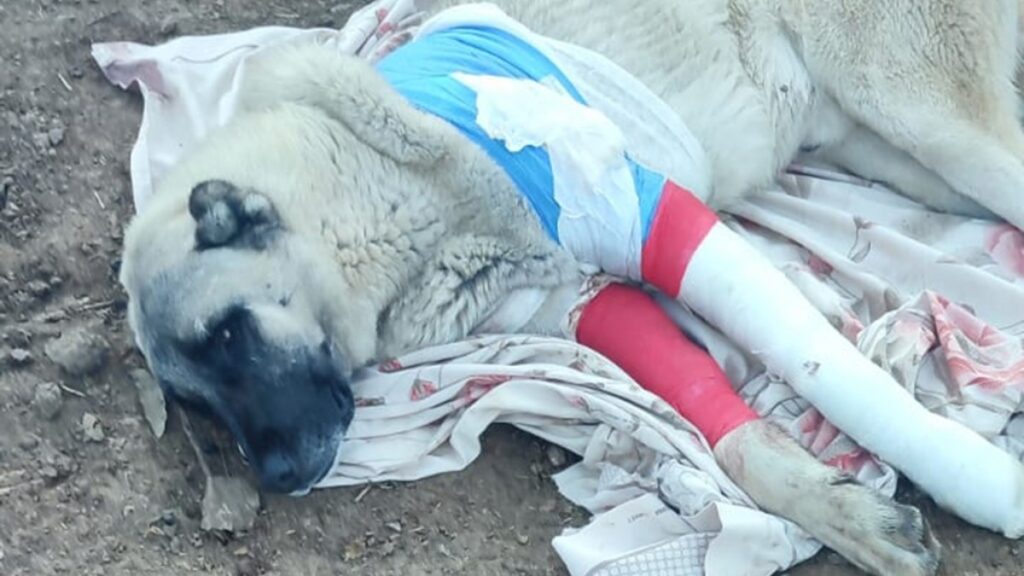 elazigda avcilarin tufekle vurdugu 2 kangaldan biri telef oldu TetJQU3A