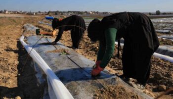 erkenci karpuzlar icin adanada fideler toprakla bulusuyor ValunRDB