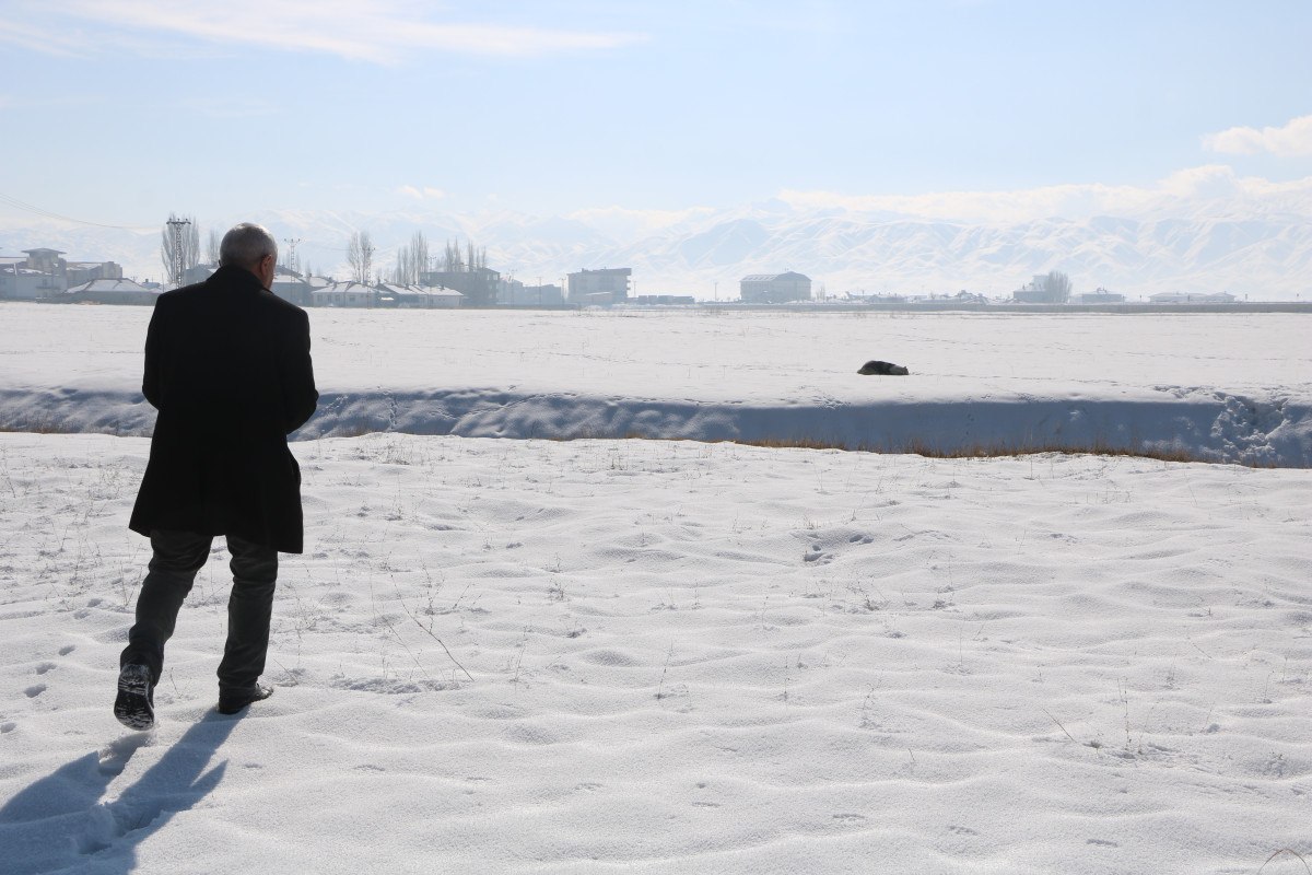 Hakkari'de Eslem'in ölümü sonrası bölgedeki sokak köpekleri toplanıyor 4 hakkaride eslemin olumu sonrasi bolgedeki sokak kopekleri toplaniyor 3 m2OSq2QP