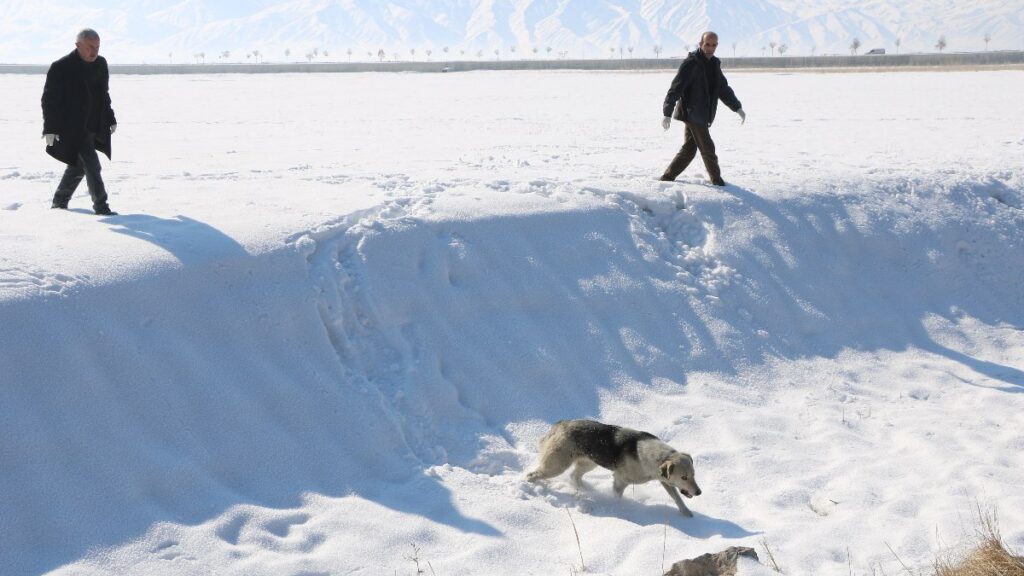 hakkaride eslemin olumu sonrasi bolgedeki sokak kopekleri toplaniyor kKjpn5vi