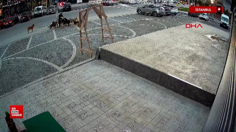 istanbulda sokakta beslenen kopekler yolda gecenlere saldirdi