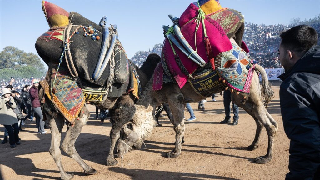 izmirde selcuk efes deve guresi festivali renkli gecti F6VNgHpH