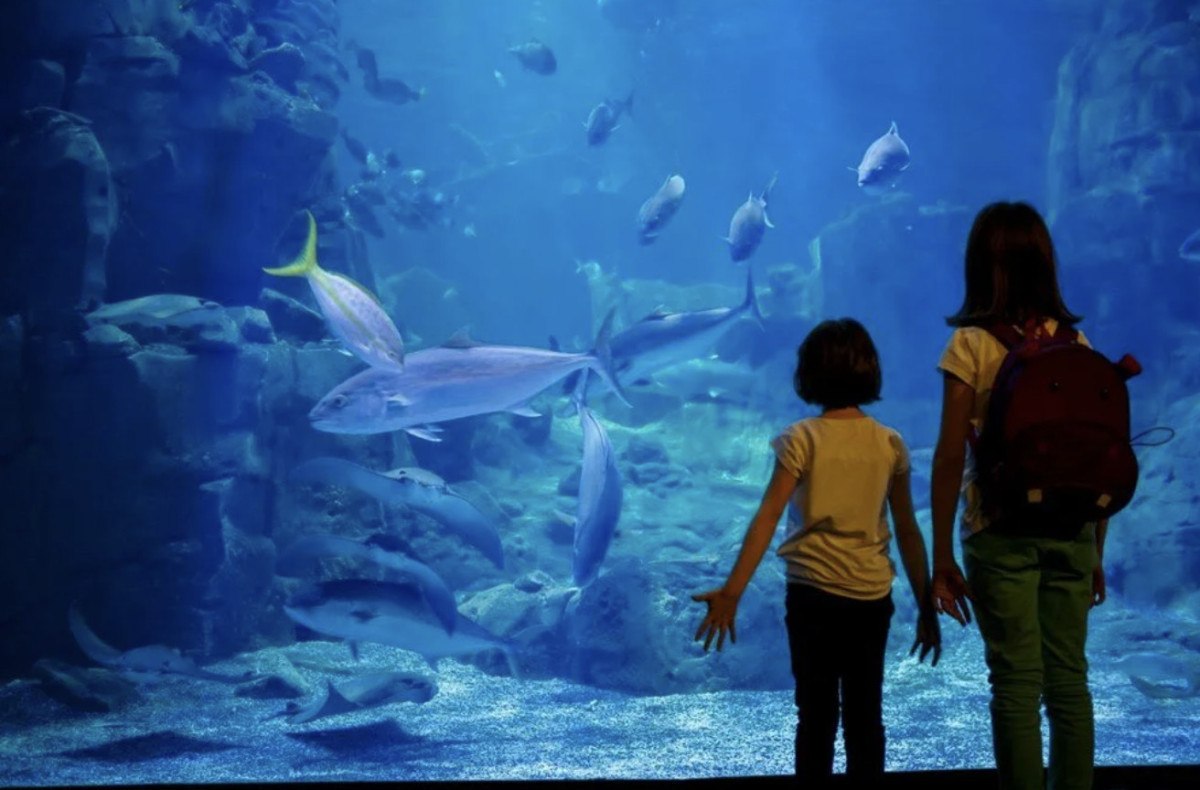 japonyada akvaryumdaki baligin yalnizligina kartondan insanlarla care bulundu 0 j3qzshah