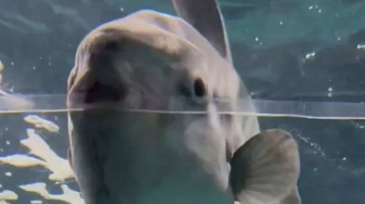 japonyada akvaryumdaki baligin yalnizligina kartondan insanlarla care bulundu 2 CDtviywc