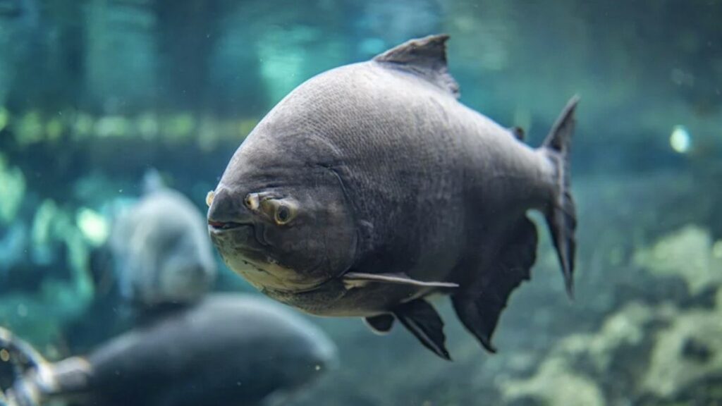 japonyada akvaryumdaki baligin yalnizligina kartondan insanlarla care bulundu ZgIs9UAH