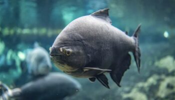 japonyada akvaryumdaki baligin yalnizligina kartondan insanlarla care bulundu ZgIs9UAH