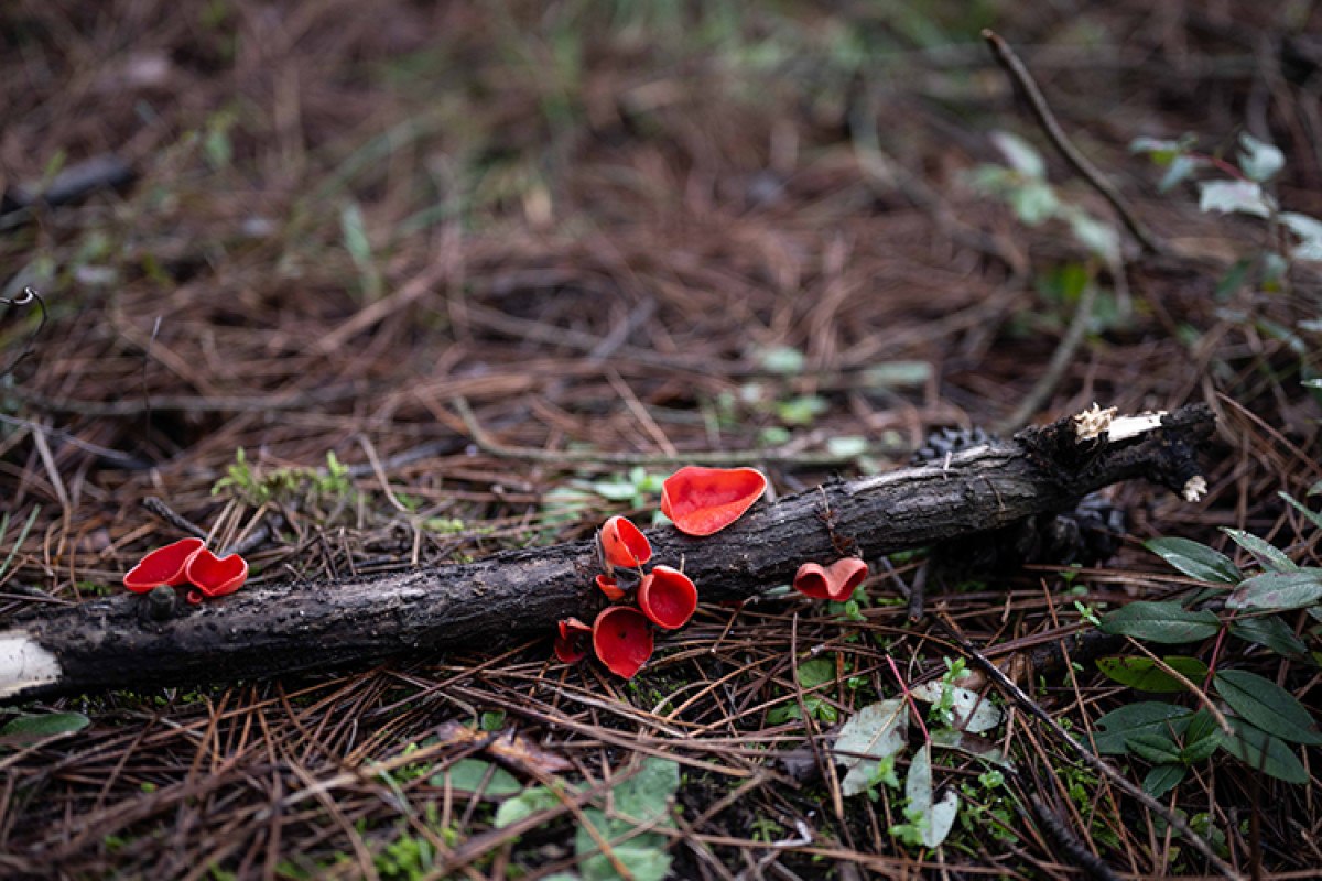 ormanlarda mantar kesfi doga severler icin yeni bir macera 2 LilJUBbk