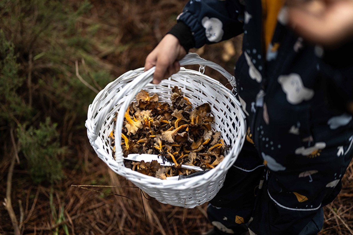 ormanlarda mantar kesfi doga severler icin yeni bir macera 3
