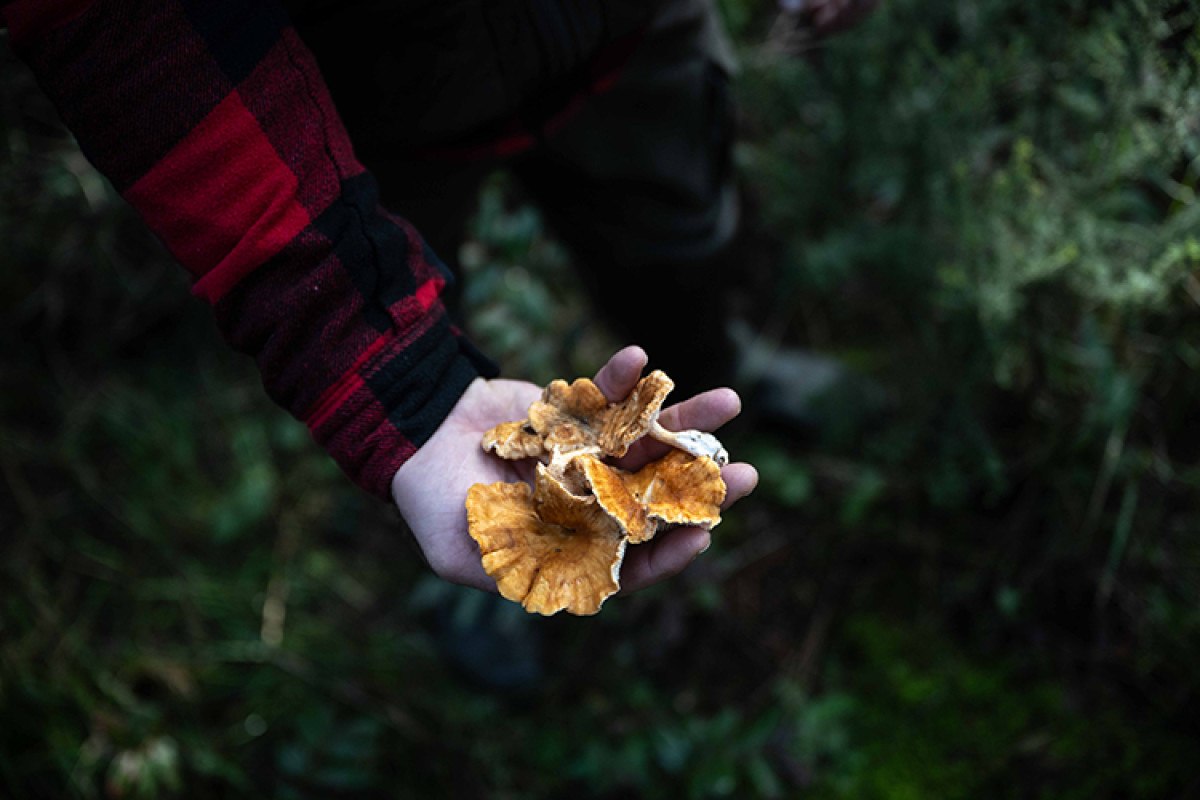 ormanlarda mantar kesfi doga severler icin yeni bir macera 5 M1Cy8cqC