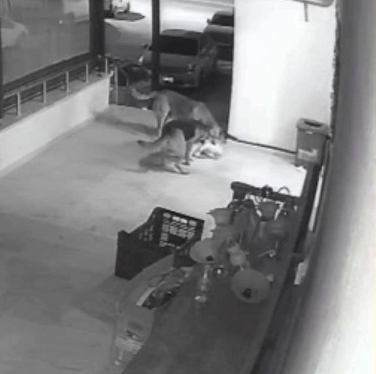 sakaryada basibos kopekler kediye saldirdi 0 4LmnkAwE