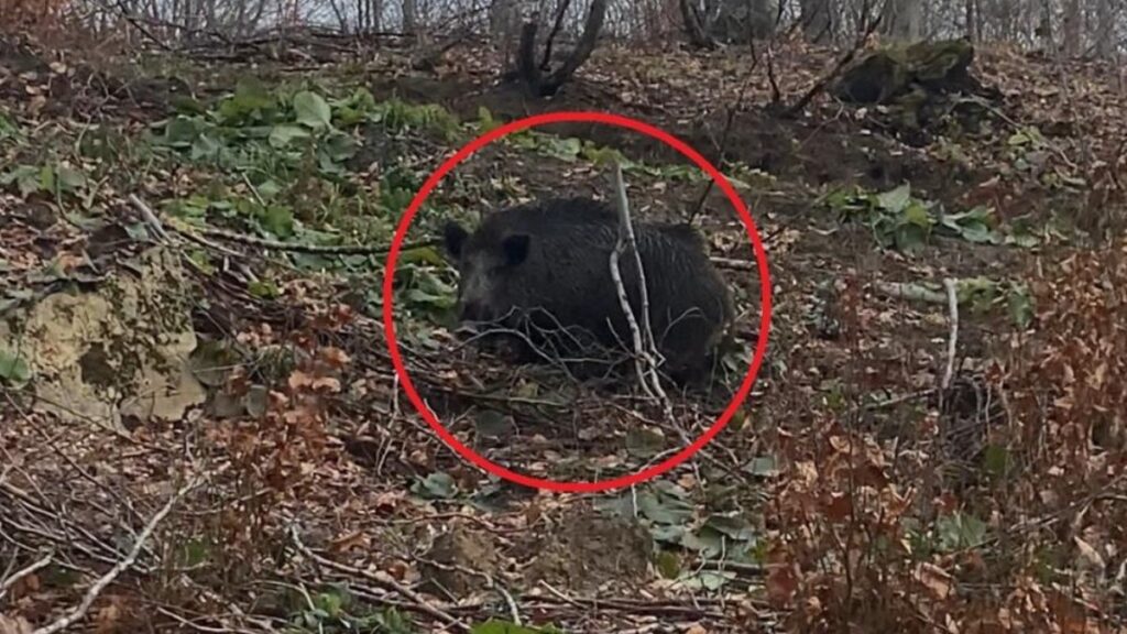 sinopta domuz avinda saldiri panigi Qup22u7G