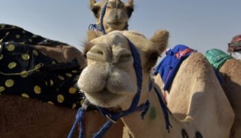 suudi arabistanda deve yarismasinda 40 deveye botoks yapildigi ortaya cikti PM3xuVXO