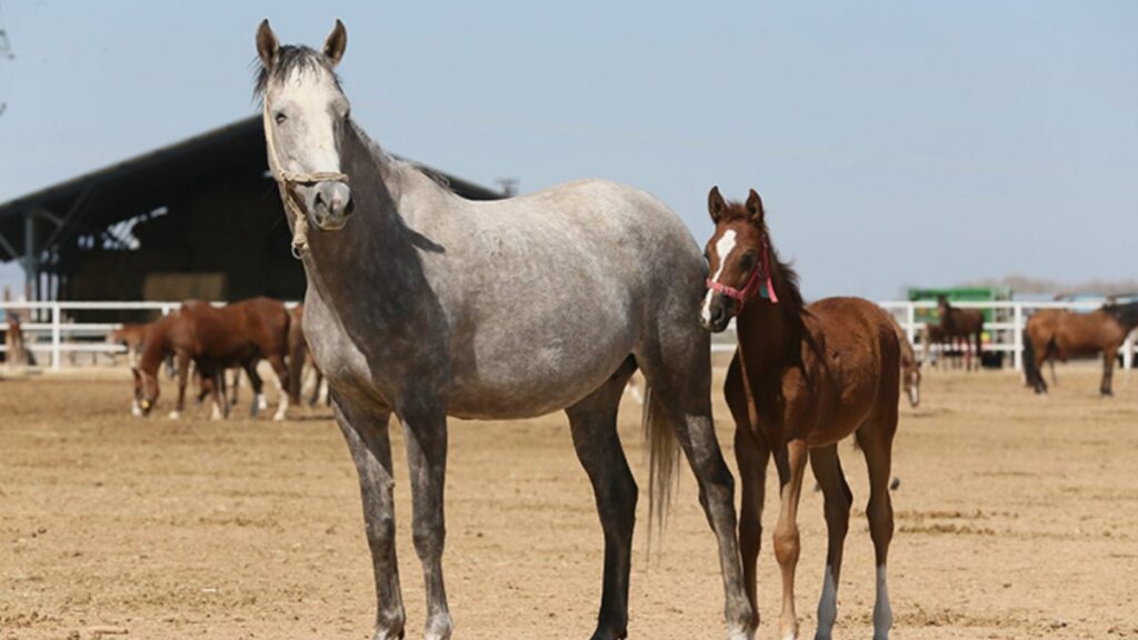 tigem safkan damizlik 3 arap aygiri satin alacak MCaFkLa2