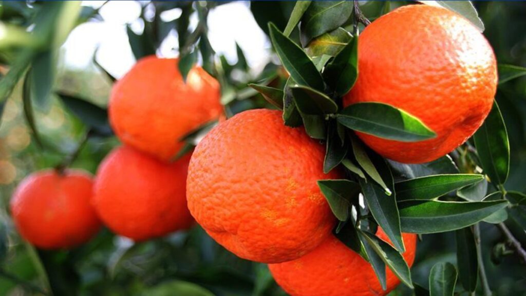 turkiyeden gecen yil en fazla mandalina ihrac edildi 1PvccIjQ