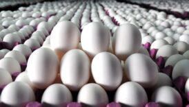 abdde kus gribi yumurta fiyatlarini ucurdu 100 bin yumurta calindi EaESJVGn