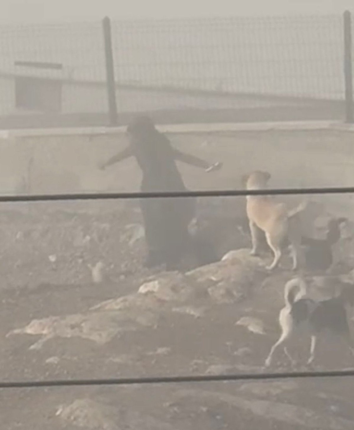 Ankara'da başıboş köpek dehşeti: Hamile kadına saldırdılar 1 ankarada basibos kopek dehseti hamile kadina saldirdilar 0 nXviQjgz