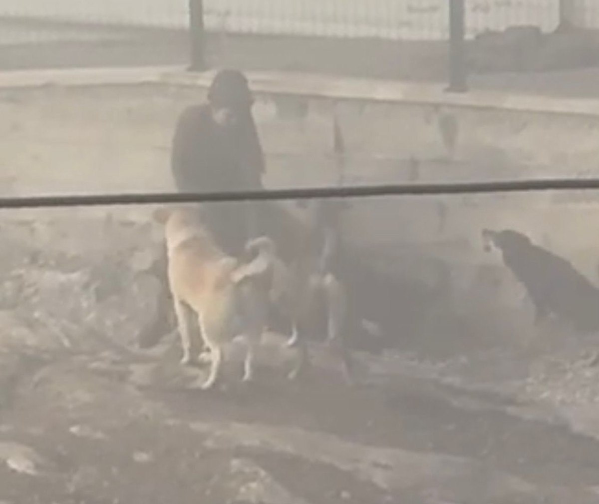 Ankara'da başıboş köpek dehşeti: Hamile kadına saldırdılar 2 ankarada basibos kopek dehseti hamile kadina saldirdilar 1 bIDKvFZD