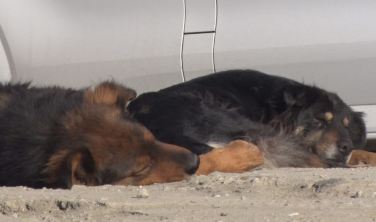 ankarada basibos kopek surusunun saldirdigi kadin canini zor kurtardi 1 YTI4wmI1