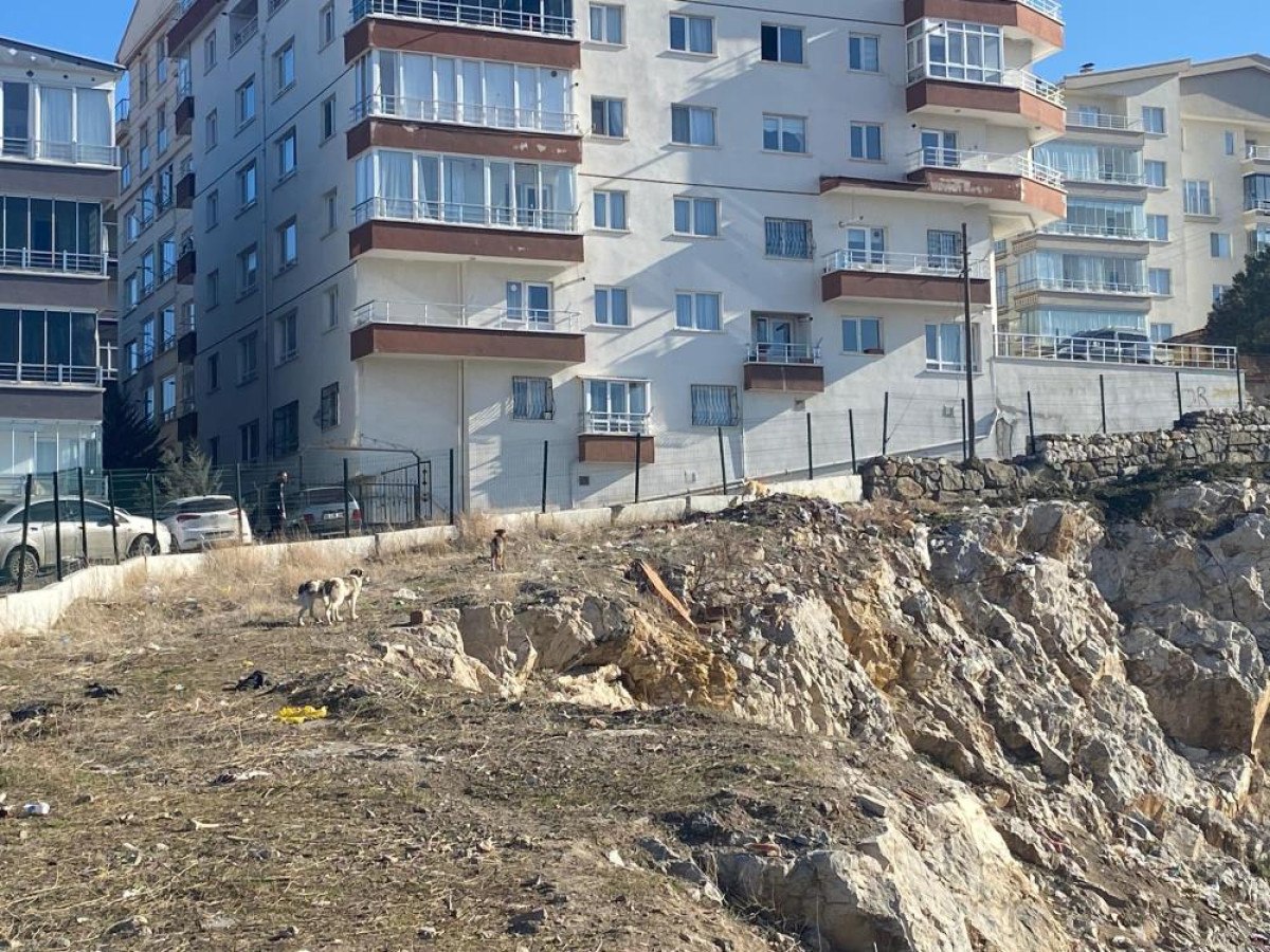 ankarada basibos kopek surusunun saldirdigi kadin canini zor kurtardi 3 c3naKdTb