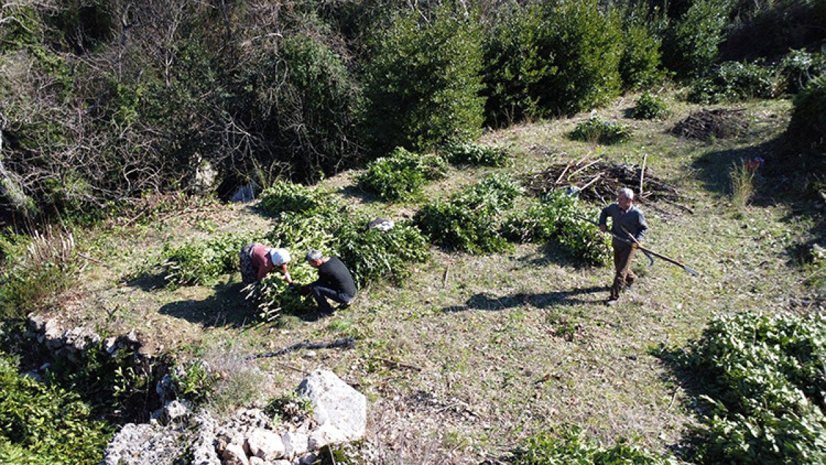 antalya toroslarda yetisen defne yapraklari avrupaya gidiyor 0
