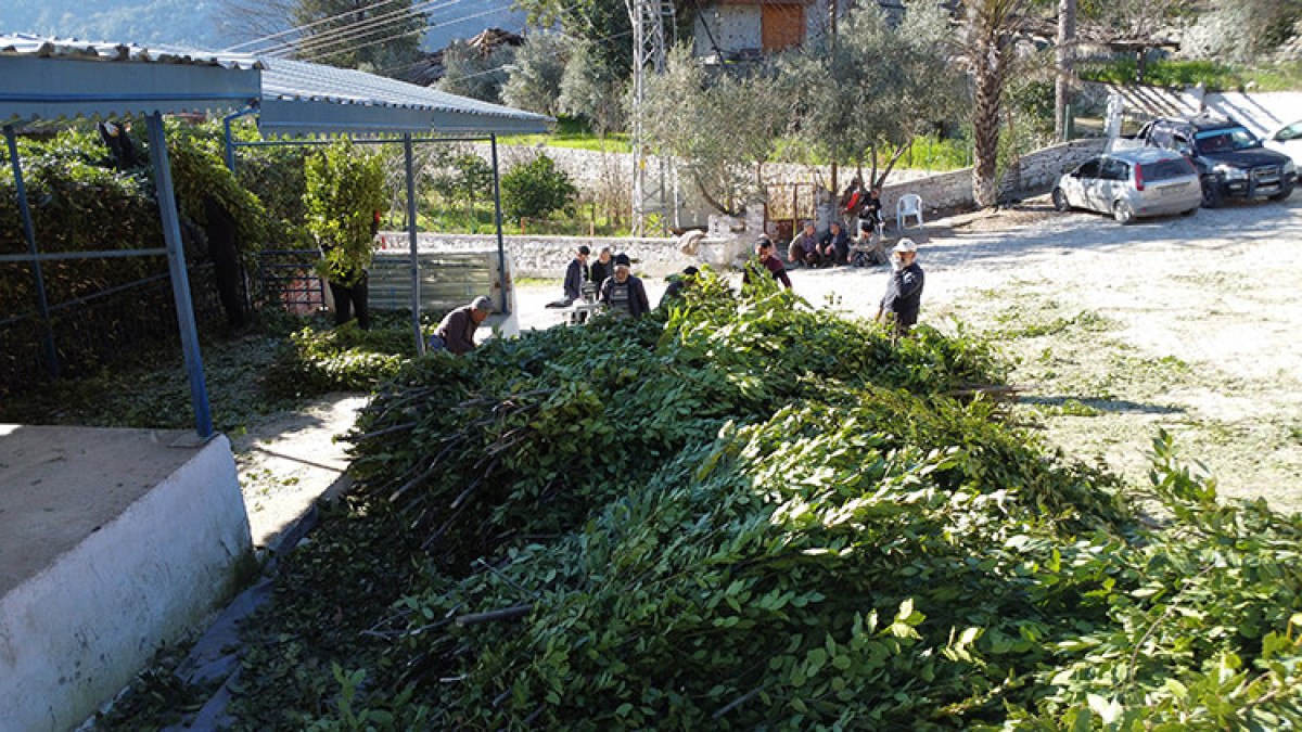 antalya toroslarda yetisen defne yapraklari avrupaya gidiyor 3 zrFZb978