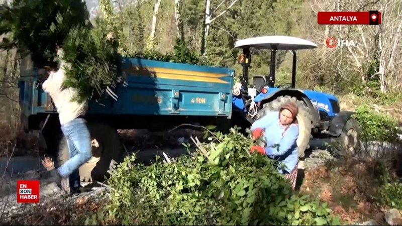 antalyada 300 ton defne yapragi hasadi yapildi uGhziy3U