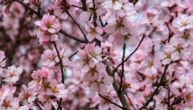 antalyada badem agaclari erken cicek acti WAWp7Mcr