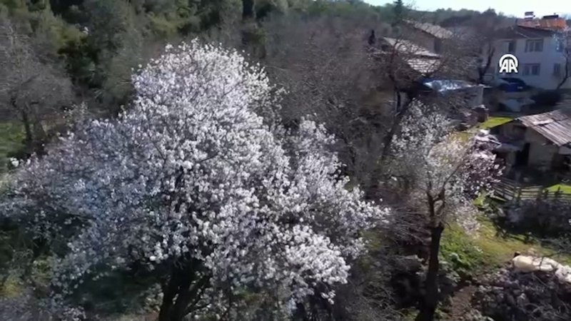 antalyada badem agaclari erken cicek acti nzzBNPyV