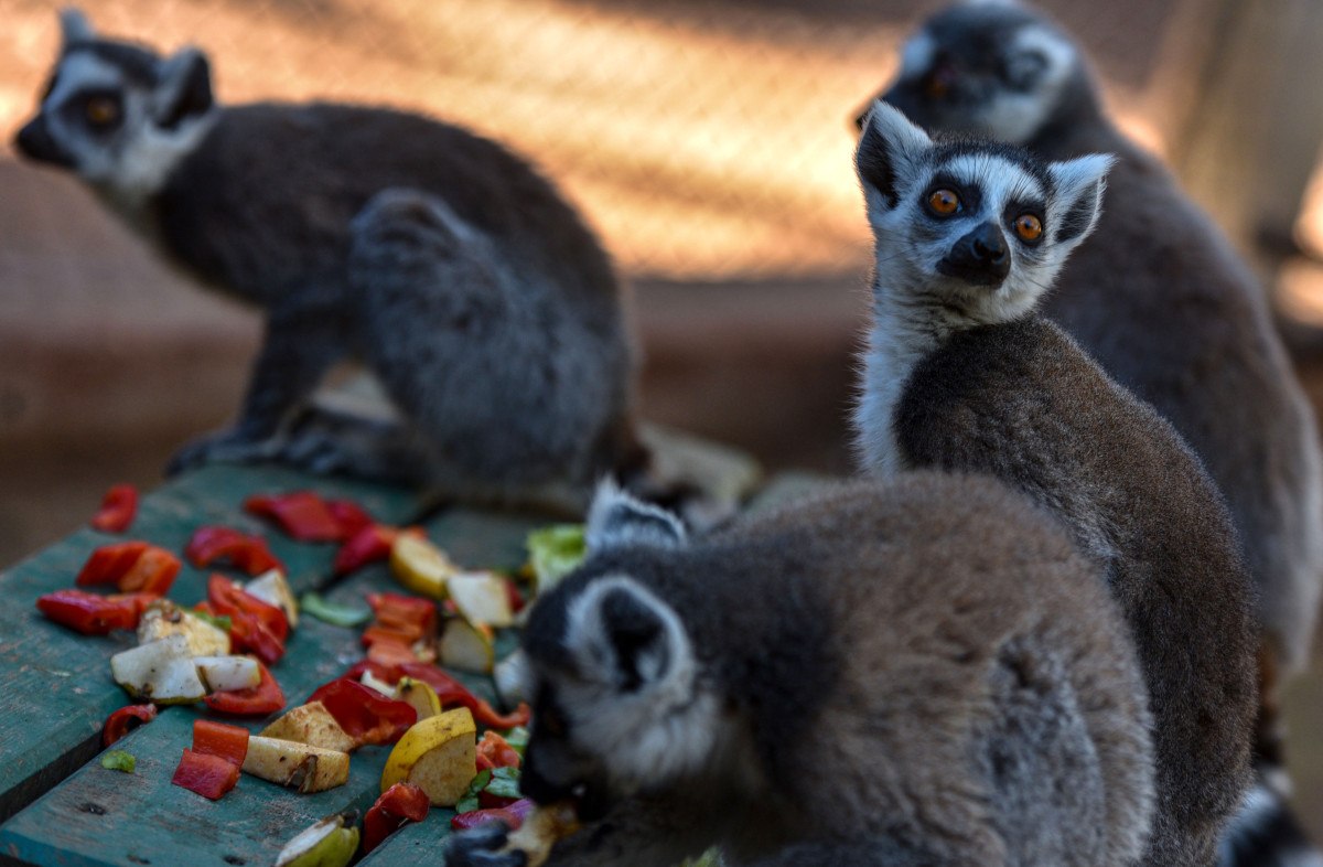 Antalya'da lemurların kış rutini, güneşi selamlamak 1 antalyada lemurlarin kis rutini gunesi selamlamak 0 fvXS2wJ1