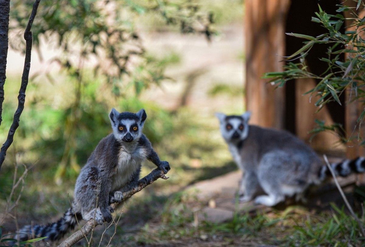 Antalya'da lemurların kış rutini, güneşi selamlamak 3 antalyada lemurlarin kis rutini gunesi selamlamak 2