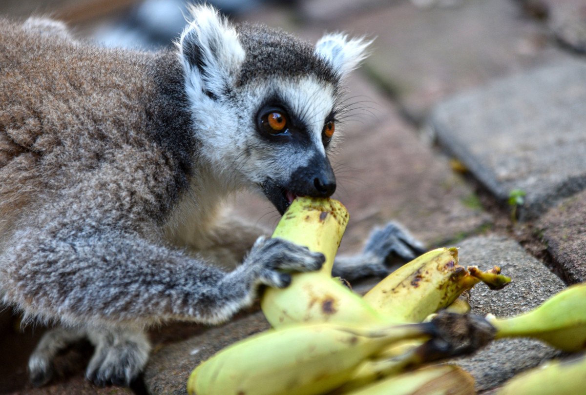 Antalya'da lemurların kış rutini, güneşi selamlamak 4 antalyada lemurlarin kis rutini gunesi selamlamak 3 zYbFY8kF